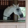 新馬's profile picture