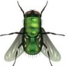 Profilbild von Gadfly