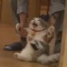 Profilbild von Mimi is going insane