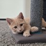@Volcat 的头像