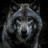 Wolf3nstein profil fotoğrafı