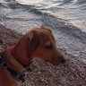 Blue_sea Amalia🌊🐬🐚 #Pagidevmenoi με #toptoxenio's profile picture