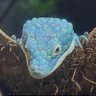 Profilbild von 🦎ReeF🦎