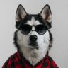 Profilbild von Raw Dog for Christ