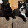 Big Meows profil fotoğrafı