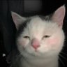 YaoEcho's profile picture