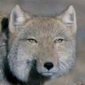 妖怪猫やんけ profil fotoğrafı