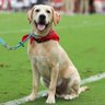 Lane Kiffin’s Dog's profile picture