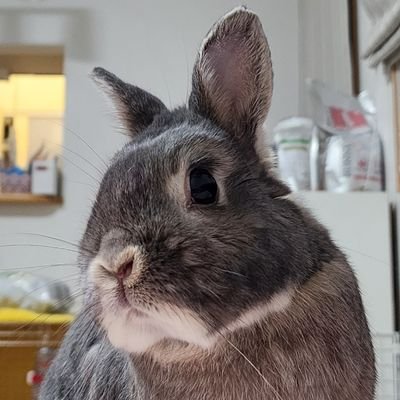 Luna_kinatu's profile picture