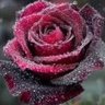 Фото профиля Luccille_nd