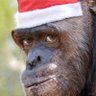 Chimpin profil fotoğrafı