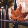 早知是梦 profil fotoğrafı