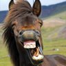 Фото профиля Horse