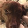 Doggturdd's profile picture