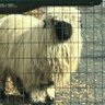 HONEY BADGER 308's profile picture