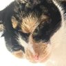 reallyjustakittie's profile picture