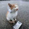 Julia Melnyk profil fotoğrafı