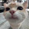 Profilbild von Kiri