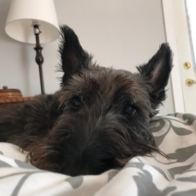 るいるい(RuiRui)'s profile picture