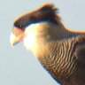 Profilbild von CLAUDIO FERREIRA