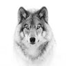 Фото профиля Old Wolf