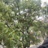 Miri profil fotoğrafı