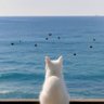 Greenorca's profile picture