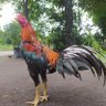 P Yusuf Songgo Buwono profil fotoğrafı