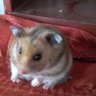 Profilbild von Hams Rata