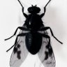 PESTICIDE's profile picture