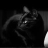 ããã©ã€ã¢ã³'s profile picture