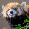 satire panda profil fotoğrafı