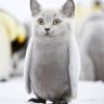 Craig Voss profil fotoğrafı