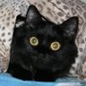 Ranger's profile picture