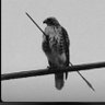 Ayo Olalere profil fotoğrafı
