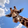 Jbone profil fotoğrafı