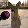 ORO profil fotoğrafı