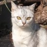 海胆 profil fotoğrafı