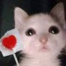 AbsoluteGoon's profile picture