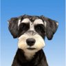P1 profil fotoğrafı