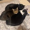 Profilbild von 🐈⬛ニャンこっち🐾