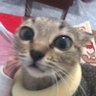 ron 的头像