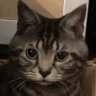 テル profil fotoğrafı