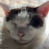 tutotuto profil fotoğrafı