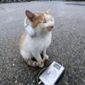 happy cat 的头像