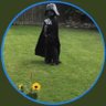 Profilbild von The Black Bin Liner