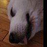 GaveMeNoName profil fotoğrafı