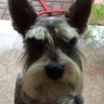 Cachorro puto's profile picture