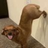 boopsie's profile picture