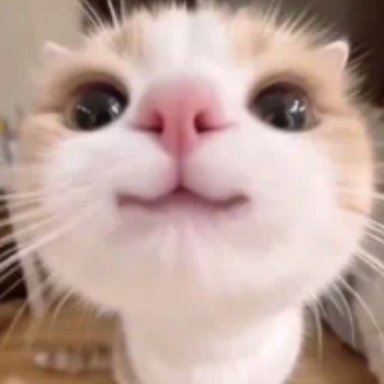 🙀's profile picture